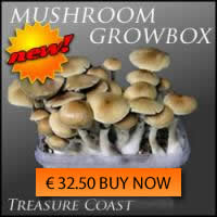 Buy Treasure Coast Mushrooms